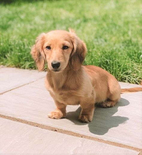 Golden sausage dog