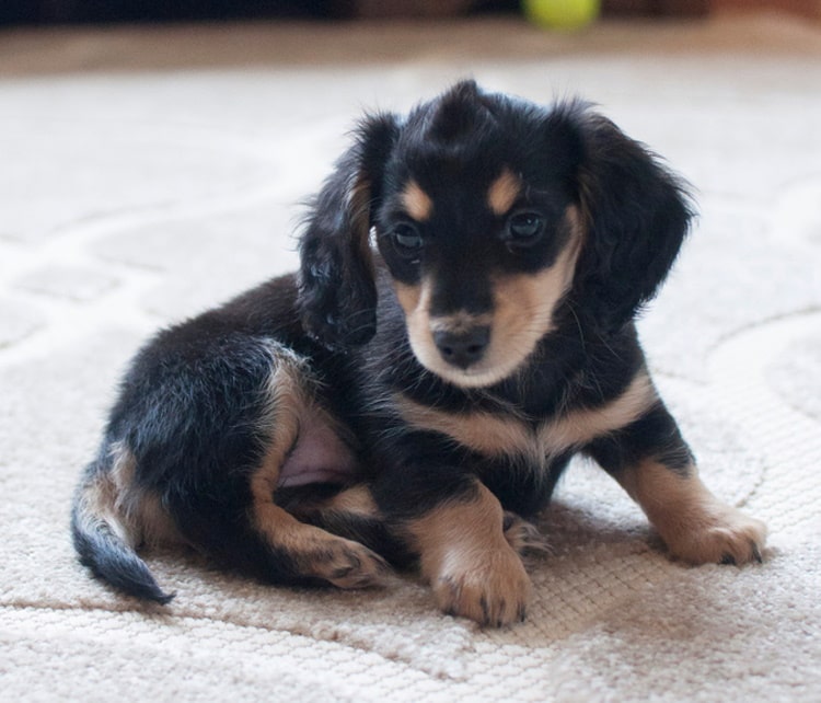 Black sausage dog
