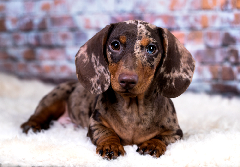 Multicolor sausage dog