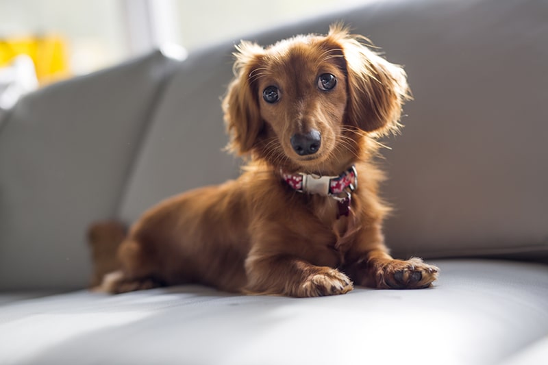 Brown sausage dog